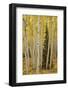 Aspens in Gunnison National Forest Colorado, USA-Charles Gurche-Framed Photographic Print