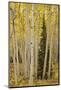 Aspens in Gunnison National Forest Colorado, USA-Charles Gurche-Mounted Photographic Print