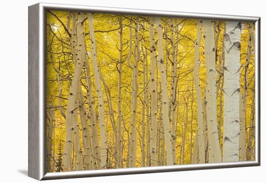 Aspens in Gunnison National Forest Colorado, USA-Charles Gurche-Framed Photographic Print