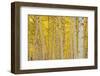 Aspens in Gunnison National Forest Colorado, USA-Charles Gurche-Framed Photographic Print