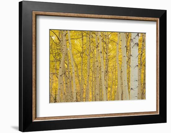 Aspens in Gunnison National Forest Colorado, USA-Charles Gurche-Framed Photographic Print