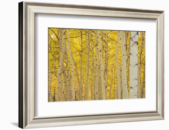 Aspens in Gunnison National Forest Colorado, USA-Charles Gurche-Framed Photographic Print