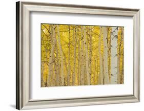 Aspens in Gunnison National Forest Colorado, USA-Charles Gurche-Framed Photographic Print