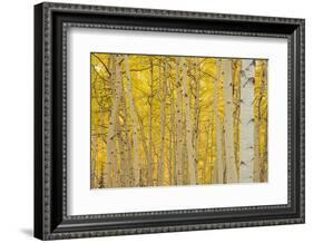 Aspens in Gunnison National Forest Colorado, USA-Charles Gurche-Framed Photographic Print