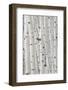 Aspens in Gunnison National Forest Colorado, USA-Charles Gurche-Framed Photographic Print