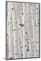 Aspens in Gunnison National Forest Colorado, USA-Charles Gurche-Mounted Photographic Print