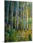 Aspens in Spring-Patrick-Mounted Giclee Print