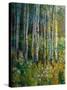 Aspens in Spring-Patrick-Stretched Canvas