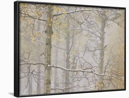 Aspens in the Fall in Fog, Grand Mesa National Forest, Colorado-James Hager-Framed Photographic Print