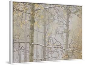 Aspens in the Fall in Fog, Grand Mesa National Forest, Colorado-James Hager-Framed Photographic Print