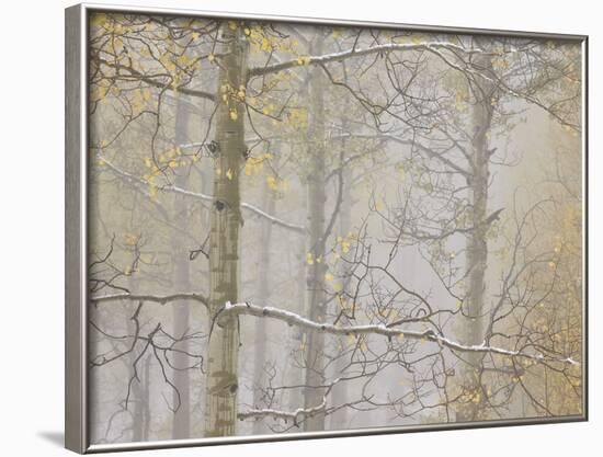 Aspens in the Fall in Fog, Grand Mesa National Forest, Colorado-James Hager-Framed Photographic Print