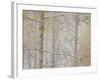 Aspens in the Fall in Fog, Grand Mesa National Forest, Colorado-James Hager-Framed Photographic Print