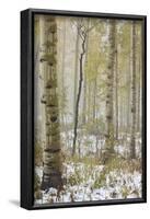 Aspens in the Fall in Fog, Grand Mesa National Forest, Colorado-James Hager-Framed Photographic Print