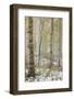 Aspens in the Fall in Fog, Grand Mesa National Forest, Colorado-James Hager-Framed Photographic Print