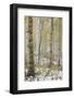 Aspens in the Fall in Fog, Grand Mesa National Forest, Colorado-James Hager-Framed Photographic Print