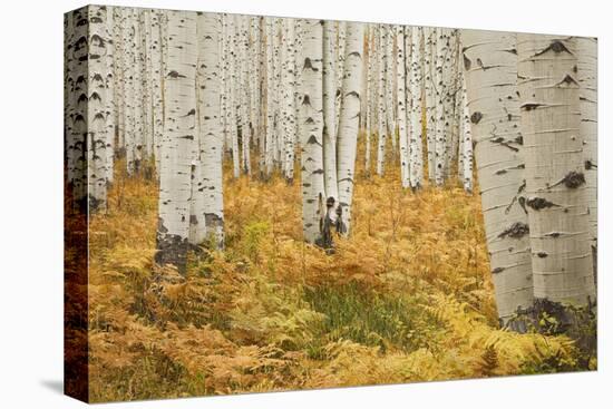 Aspens in White River National Forest Colorado, USA-Charles Gurche-Stretched Canvas