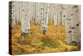 Aspens in White River National Forest Colorado, USA-Charles Gurche-Stretched Canvas