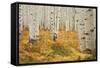 Aspens in White River National Forest Colorado, USA-Charles Gurche-Framed Stretched Canvas