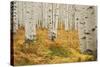 Aspens in White River National Forest Colorado, USA-Charles Gurche-Stretched Canvas