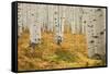 Aspens in White River National Forest Colorado, USA-Charles Gurche-Framed Stretched Canvas