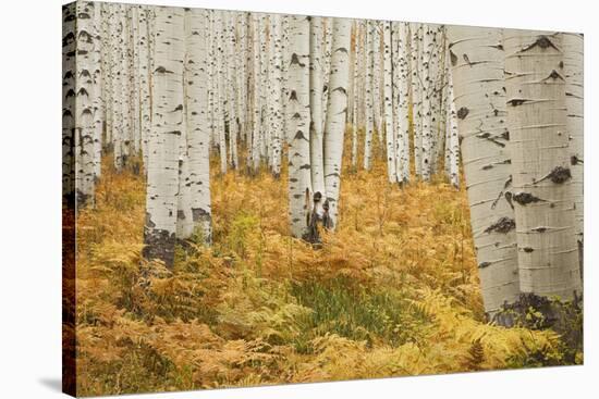 Aspens in White River National Forest Colorado, USA-Charles Gurche-Stretched Canvas