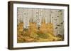 Aspens in White River National Forest Colorado, USA-Charles Gurche-Framed Photographic Print