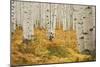 Aspens in White River National Forest Colorado, USA-Charles Gurche-Mounted Photographic Print