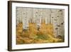 Aspens in White River National Forest Colorado, USA-Charles Gurche-Framed Photographic Print