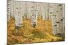 Aspens in White River National Forest Colorado, USA-Charles Gurche-Mounted Photographic Print