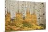 Aspens in White River National Forest Colorado, USA-Charles Gurche-Mounted Photographic Print