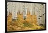 Aspens in White River National Forest Colorado, USA-Charles Gurche-Framed Photographic Print