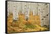 Aspens in White River National Forest Colorado, USA-Charles Gurche-Framed Stretched Canvas