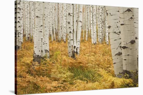Aspens in White River National Forest Colorado, USA-Charles Gurche-Stretched Canvas