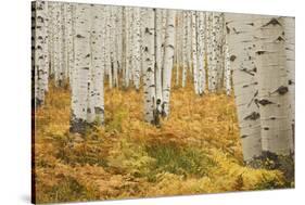 Aspens in White River National Forest Colorado, USA-Charles Gurche-Stretched Canvas