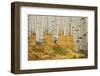 Aspens in White River National Forest Colorado, USA-Charles Gurche-Framed Photographic Print