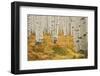 Aspens in White River National Forest Colorado, USA-Charles Gurche-Framed Photographic Print