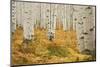 Aspens in White River National Forest Colorado, USA-Charles Gurche-Mounted Photographic Print