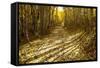 Aspens Lining Kebler Pass Road-Darrell Gulin-Framed Stretched Canvas