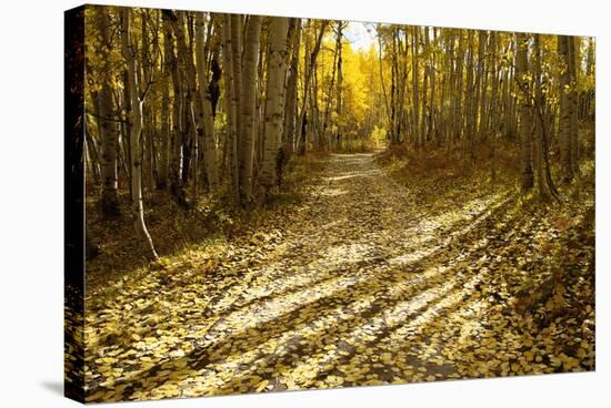 Aspens Lining Kebler Pass Road-Darrell Gulin-Stretched Canvas