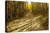 Aspens Lining Kebler Pass Road-Darrell Gulin-Stretched Canvas