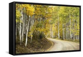 Aspens Lining Kebler Pass Road-Darrell Gulin-Framed Stretched Canvas
