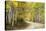Aspens Lining Kebler Pass Road-Darrell Gulin-Stretched Canvas