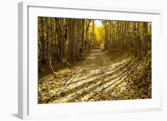 Aspens Lining Kebler Pass Road-Darrell Gulin-Framed Photographic Print