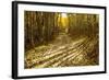 Aspens Lining Kebler Pass Road-Darrell Gulin-Framed Photographic Print