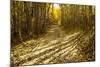 Aspens Lining Kebler Pass Road-Darrell Gulin-Mounted Photographic Print