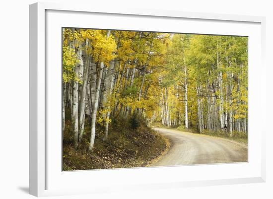 Aspens Lining Kebler Pass Road-Darrell Gulin-Framed Photographic Print