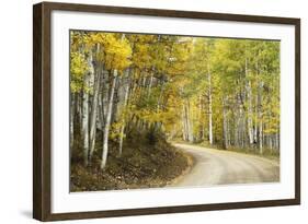 Aspens Lining Kebler Pass Road-Darrell Gulin-Framed Photographic Print