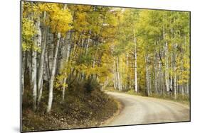 Aspens Lining Kebler Pass Road-Darrell Gulin-Mounted Photographic Print