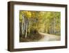 Aspens Lining Kebler Pass Road-Darrell Gulin-Framed Photographic Print