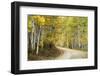 Aspens Lining Kebler Pass Road-Darrell Gulin-Framed Photographic Print